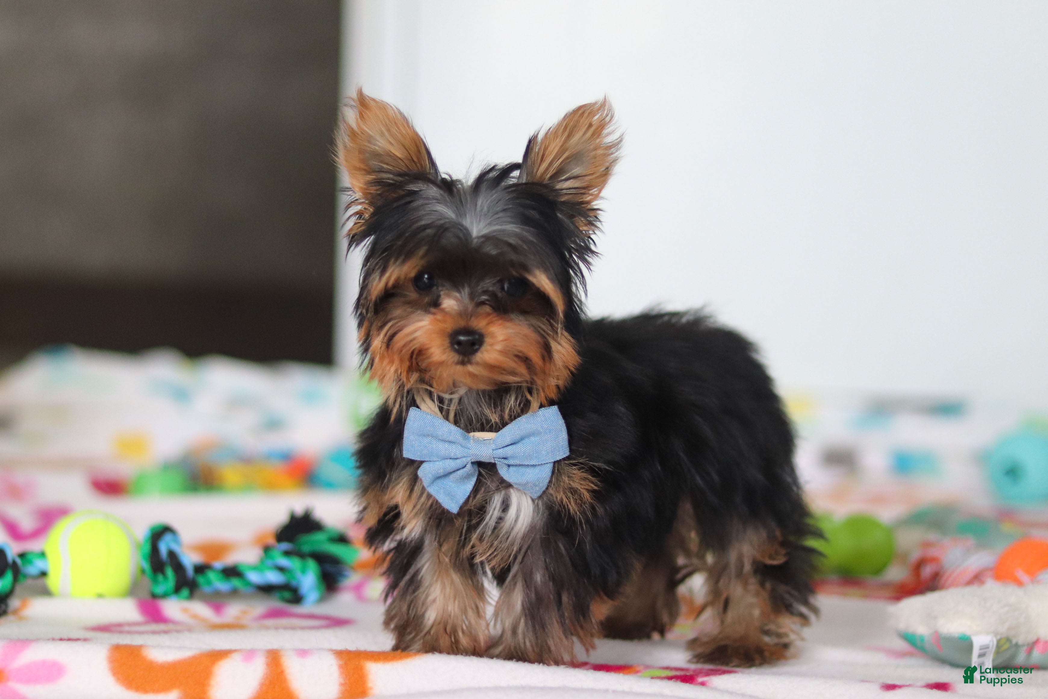 Yorkshire Terrier dogs Jonah - Ad 1