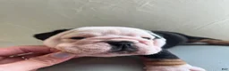 English Bulldog dogs for sale: English Bulldog 1 - Ad 3