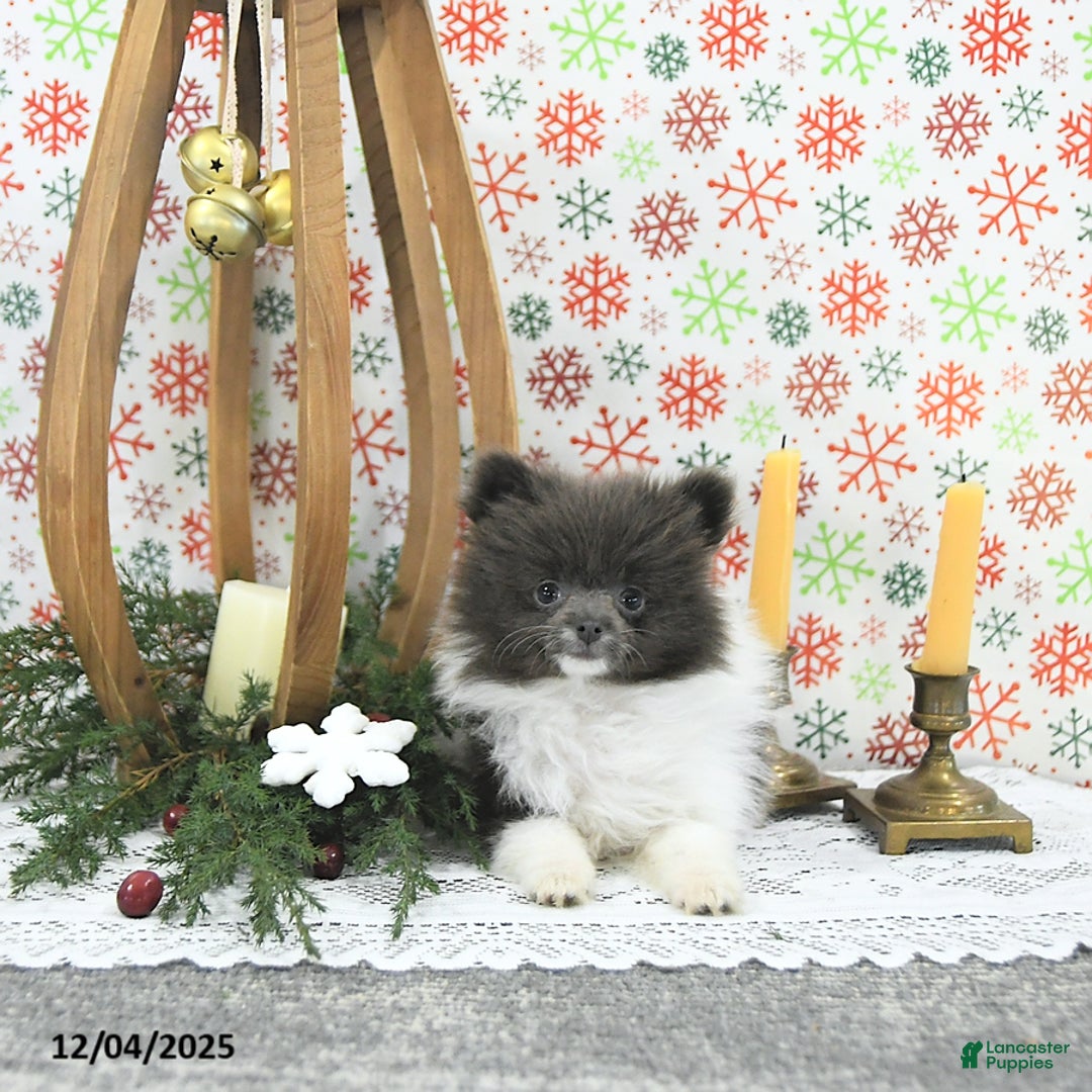 Pomeranian dogs for sale: Lana - Ad 5
