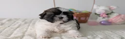 Shih Tzu dogs for sale: Ezi  - Ad 7