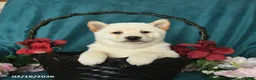 Shiba Inu dogs for sale: Lucky - Ad 3