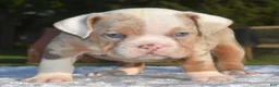 Mixed Breed dogs for sale: Maggie mini hybrid bulldog  - Ad 29