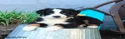 Miniature Australian Shepherd dogs for sale: Lily - Ad 5