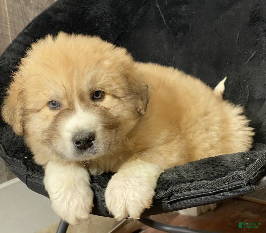 Great Pyrenees dogs for sale: Gilbert - Ad 6