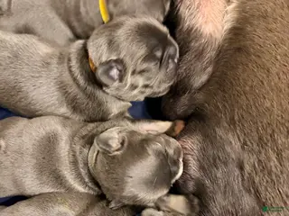 French Bulldog dogs French Bulldog Puppy 5 - Ad 21