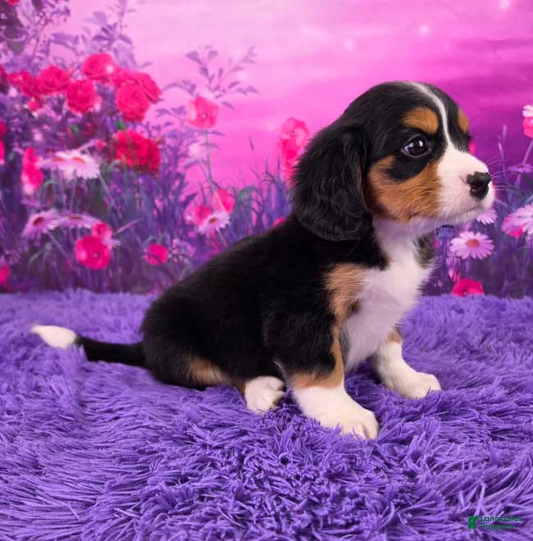 Miniature Bernese Mountain Dog dogs for sale: Macy - Ad 2