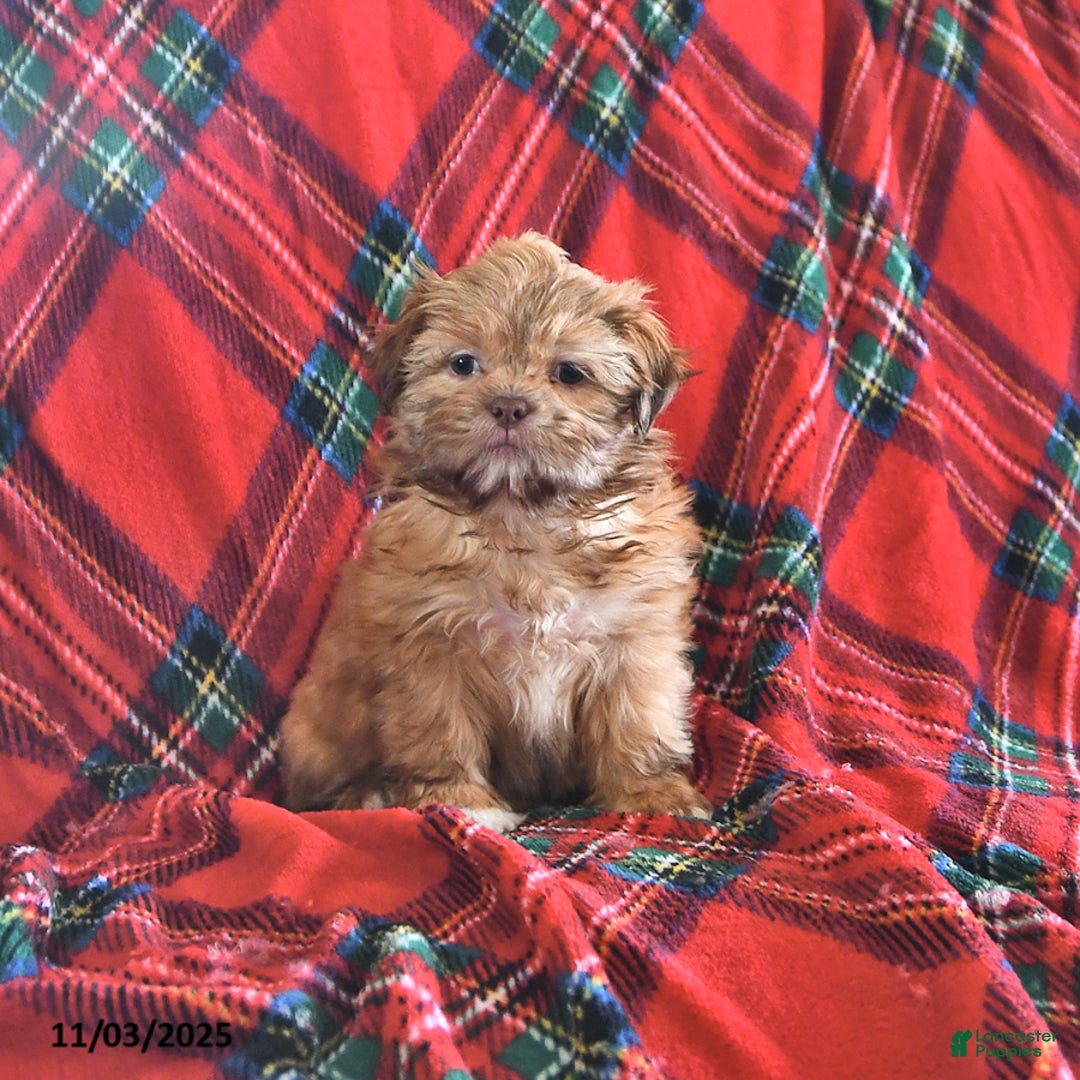 Teddy Bear dogs for sale: Rose  - Ad 3