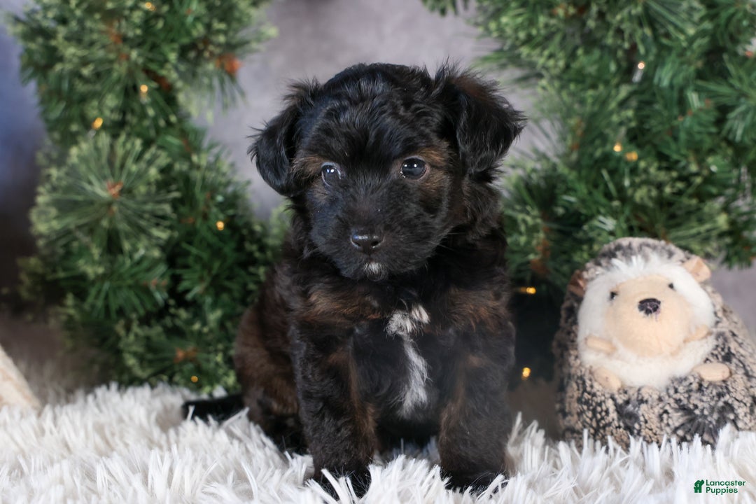 Mini Aussiedoodle dogs for sale: Snickers - Ad 2