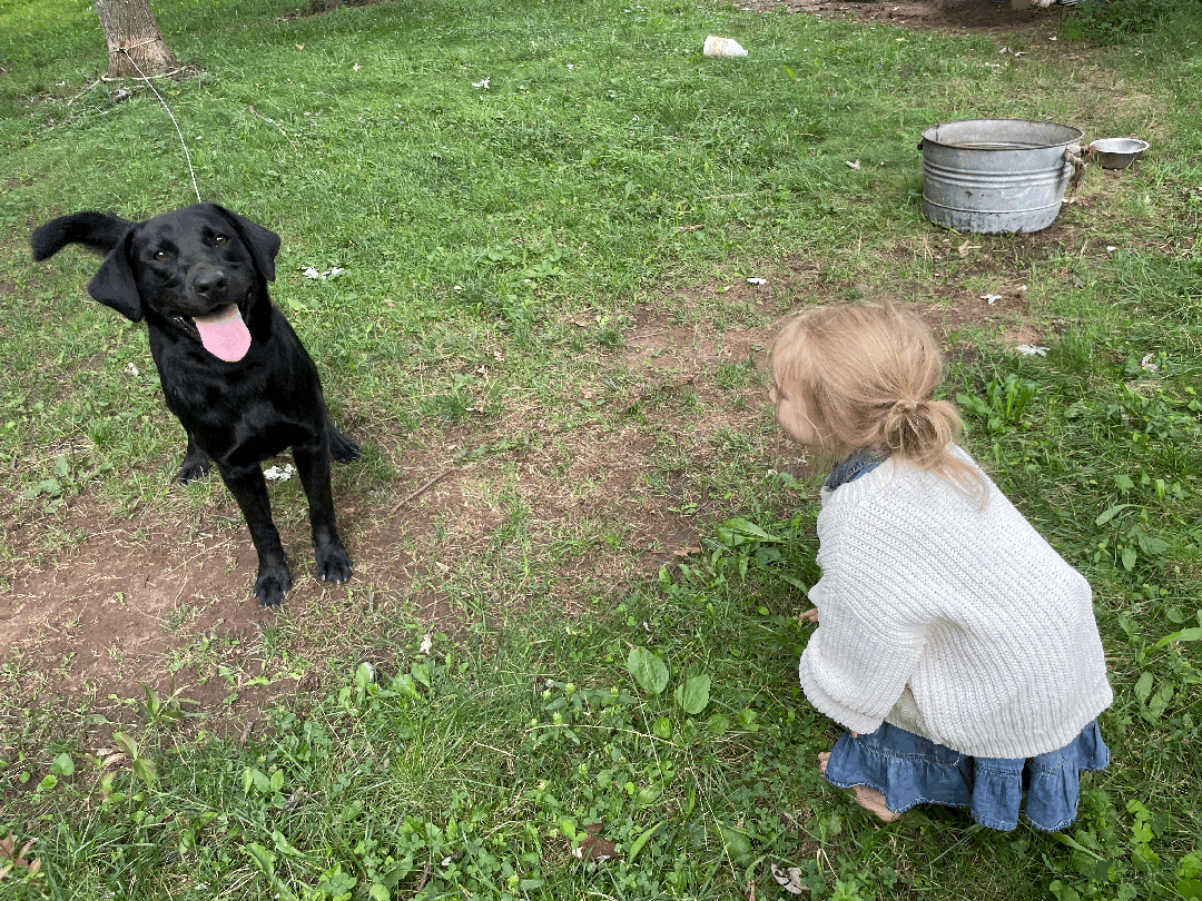 Labrador Retriever dogs for sale: Algonquin-red collar - Ad 11