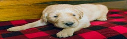 Golden Retriever dogs for sale: Candy - Ad 1