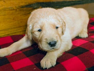 Golden Retriever dogs Candy - Ad 37