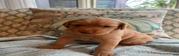 Labradoodle dogs for sale: Penny  - Ad 6