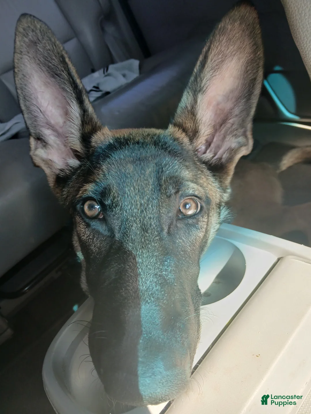 Belgian Malinois dogs for sale: Phoenix  - Ad 6