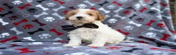 Cavapoo dogs for sale: Lincoln - Ad 4
