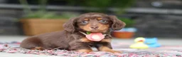 Miniature Dachshund dogs for sale: Charlie - Ad 4