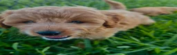 Mini Goldendoodle dogs for sale: Mini Goldendoodle Puppy 2 - Ad 11