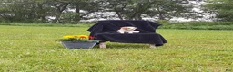 Miniature Poodle dogs for sale: Joey  - Ad 3