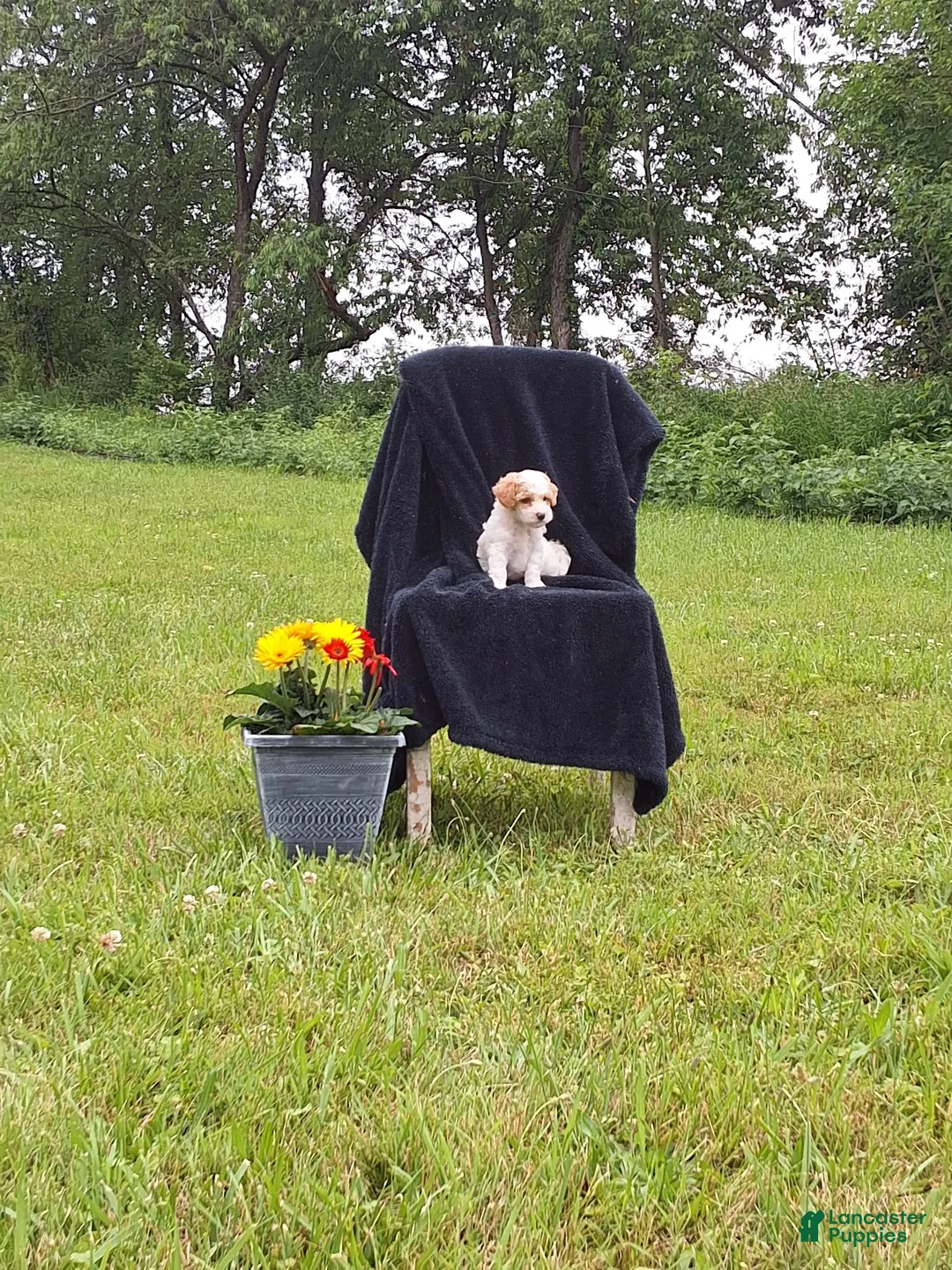 Miniature Poodle dogs for sale: Joey  - Ad 3