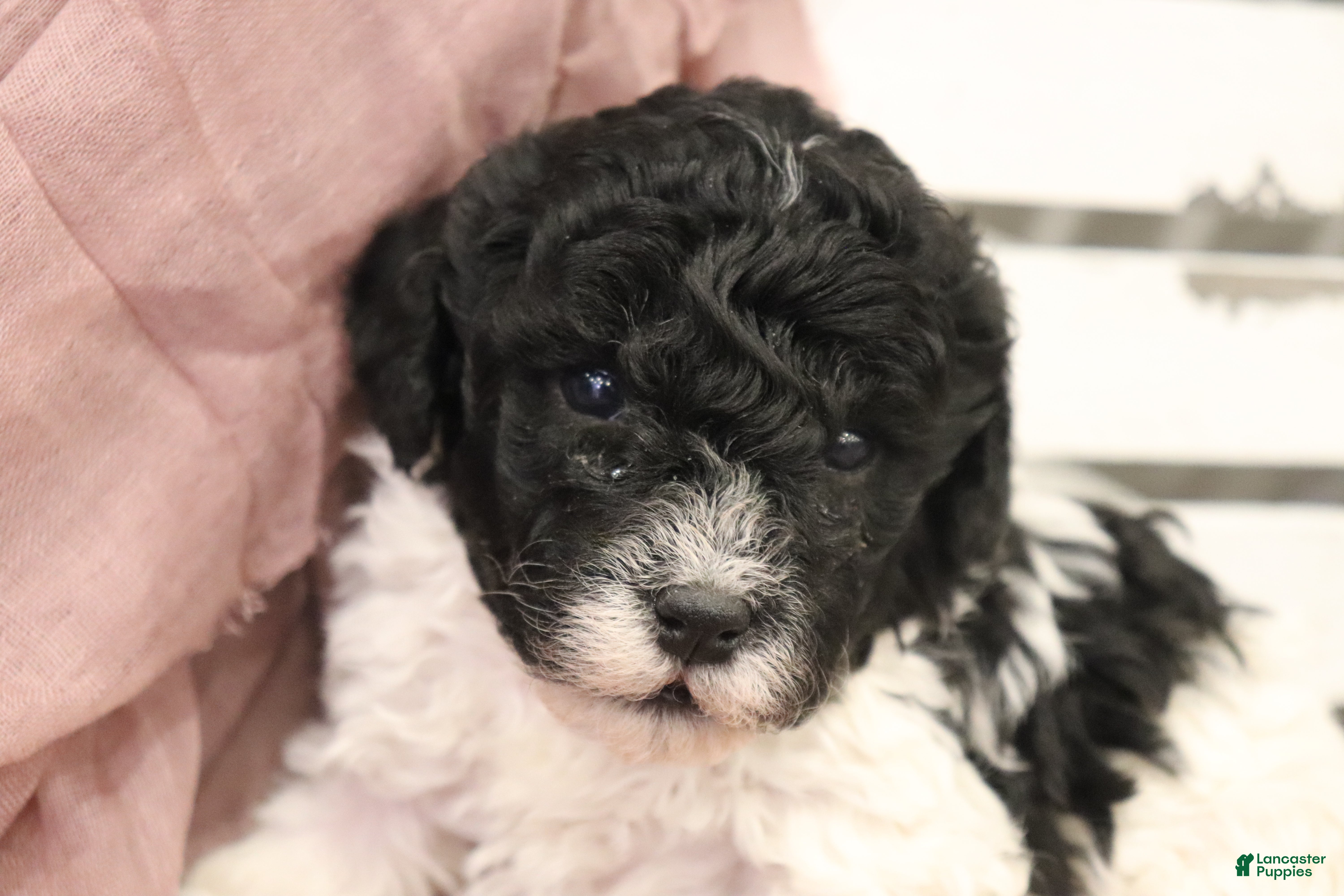 Miniature Poodle dogs Bailey - Ad 1