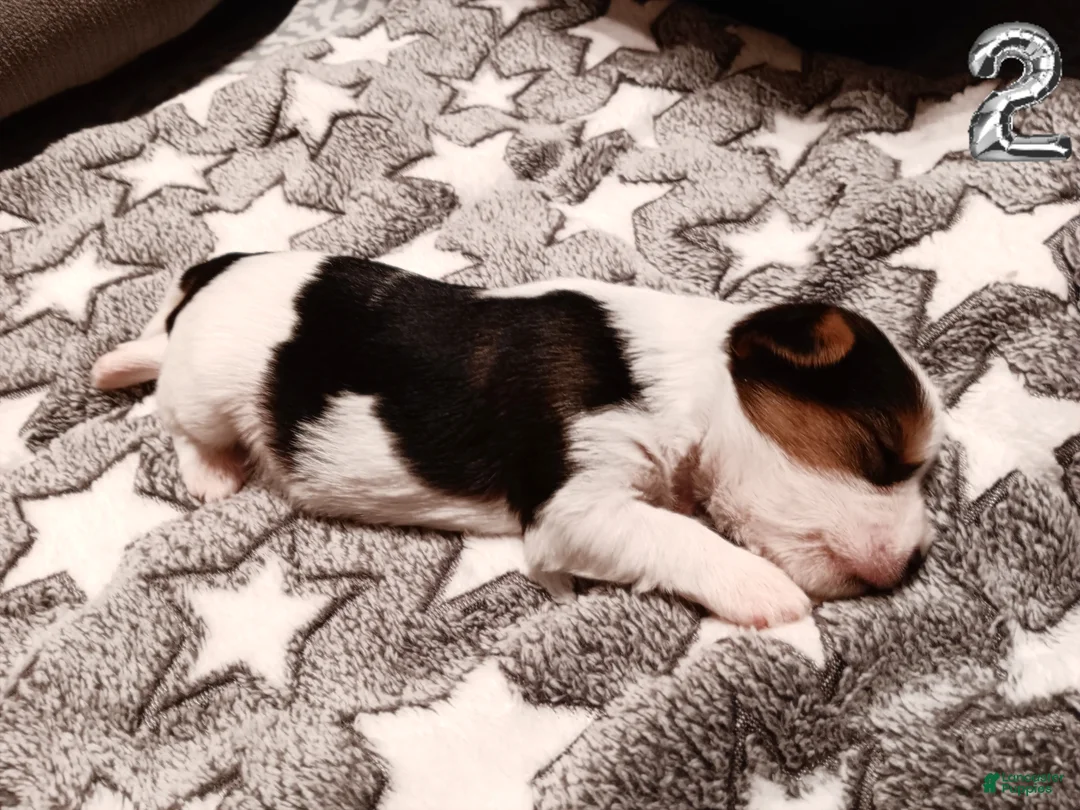 Mixed Breed dogs for sale: #2 Parti-Biewer Yorkshire Terrier Male - Ad 2