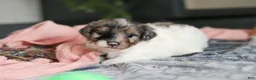 Mini Bernedoodle dogs for sale: Dannie - Ad 5