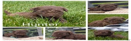 Havapoo dogs for sale: Hunter - Ad 4