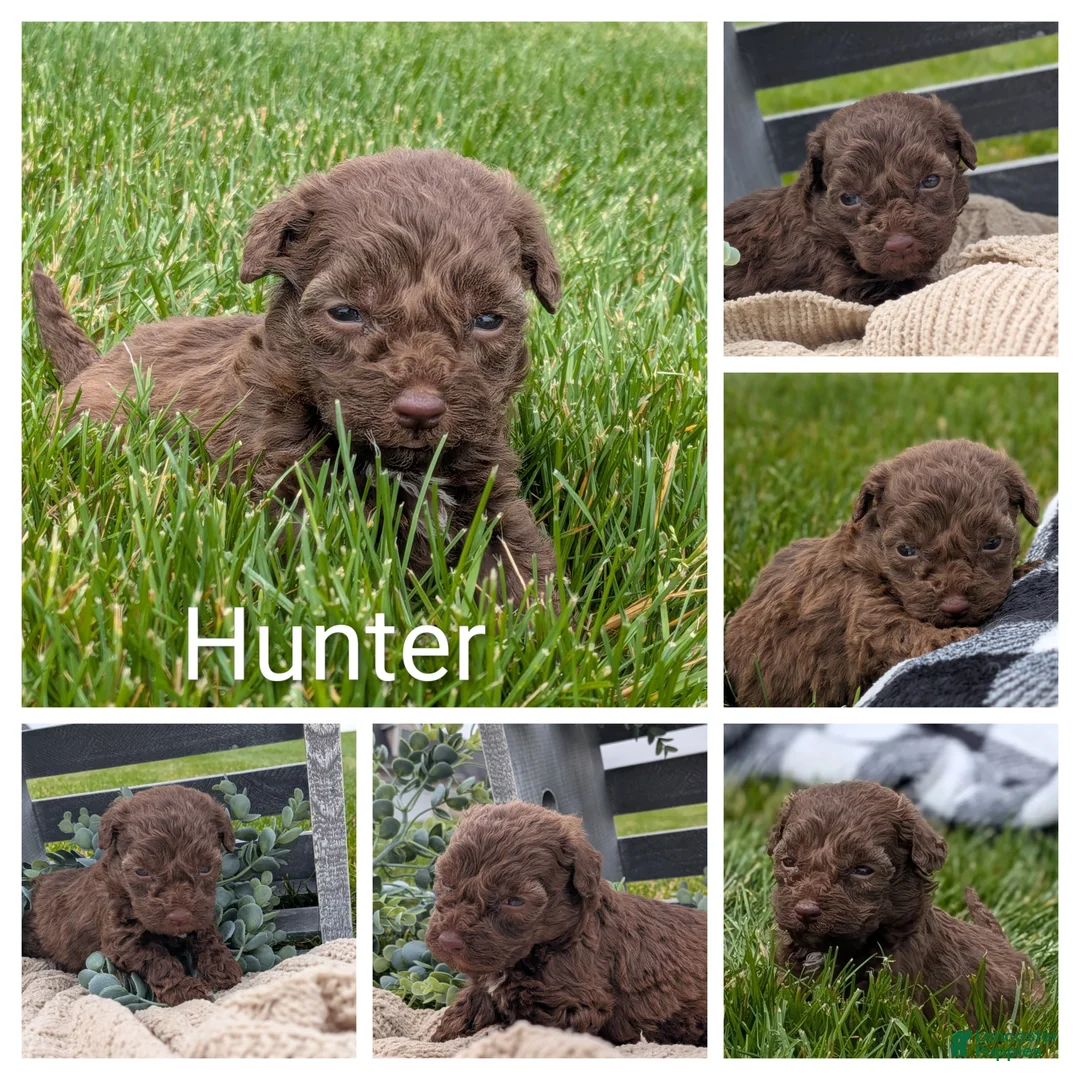 Havapoo dogs for sale: Hunter - Ad 4