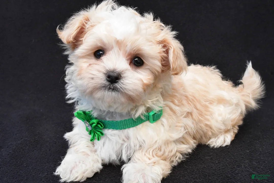 Maltipoo dogs for sale: Callie - Ad 1