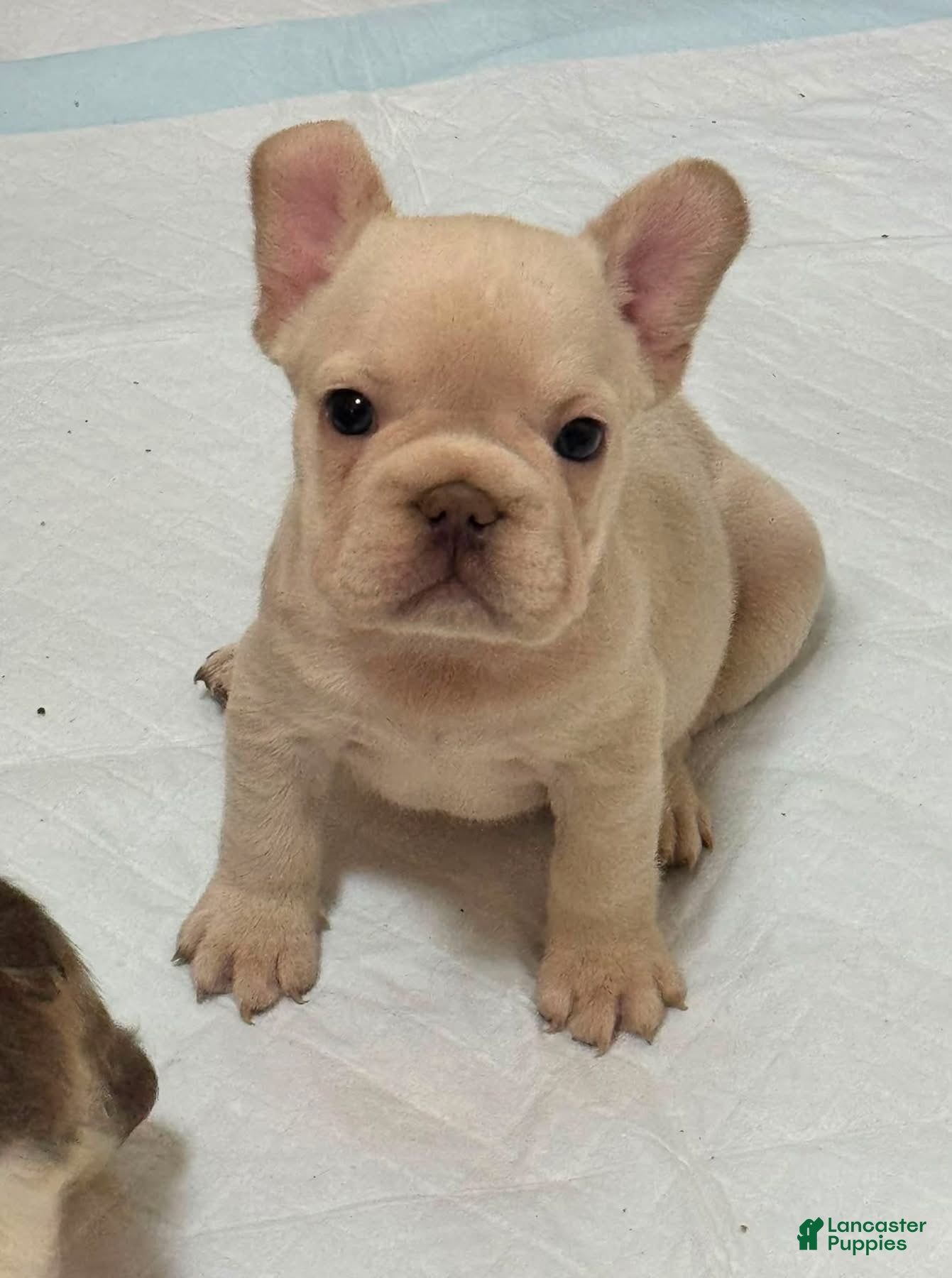 French Bulldog dogs French Bulldog 2 - Ad 2