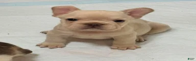 French Bulldog 2