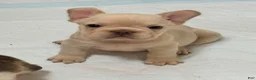French Bulldog dogs for sale: French Bulldog 2 - Ad 1
