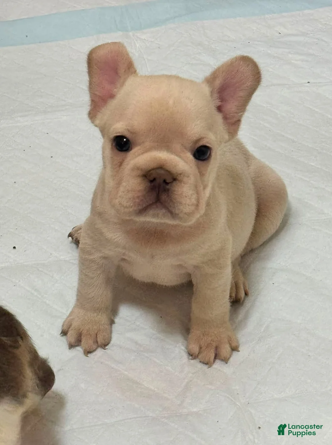 French Bulldog dogs for sale: French Bulldog 2 - Ad 1
