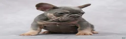French Bulldog dogs for sale: Matrix - Ad 5
