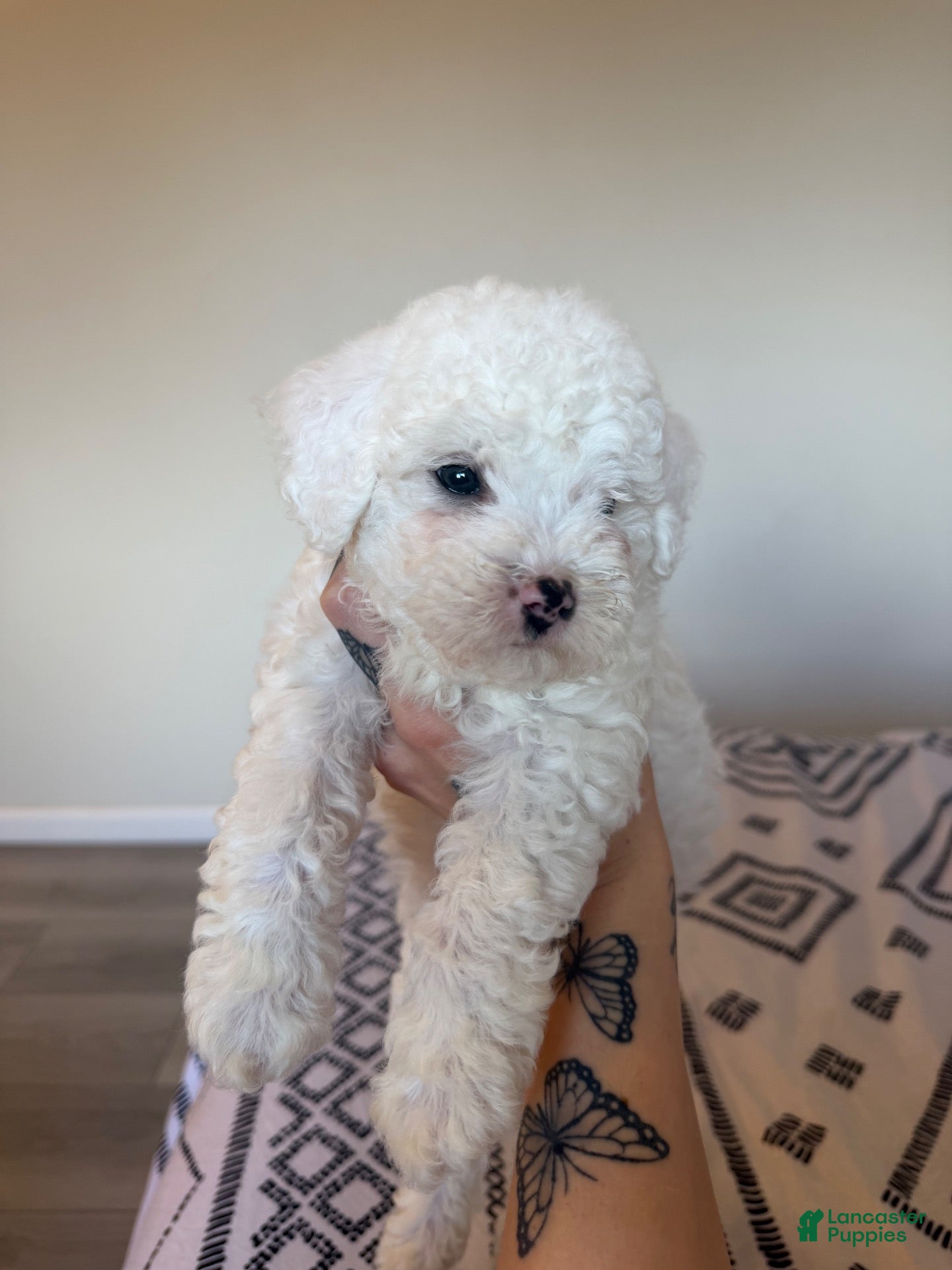 Toy Poodle dogs for sale: Mochi - Ad 1