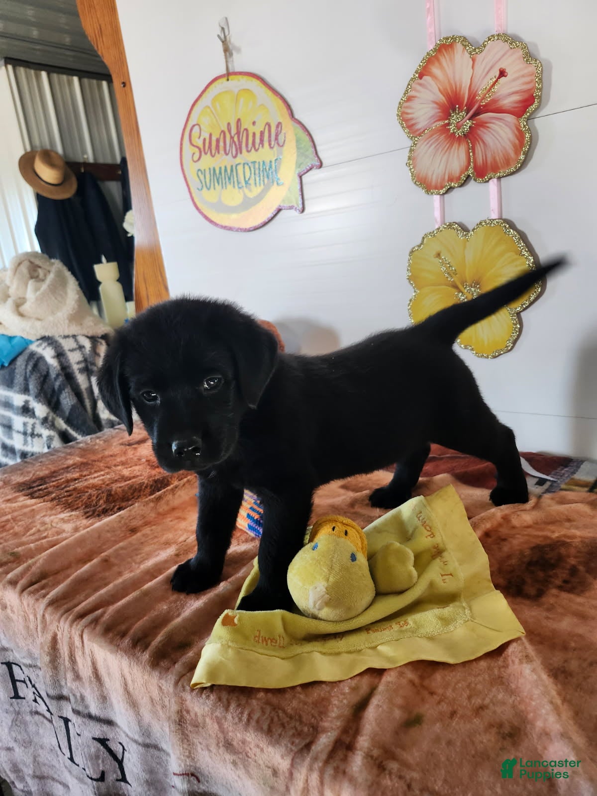 Labrador Retriever dogs Buddy - Ad 2