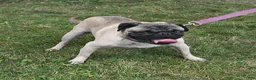 Mixed Breed dogs for sale: Charlie - Ad 4
