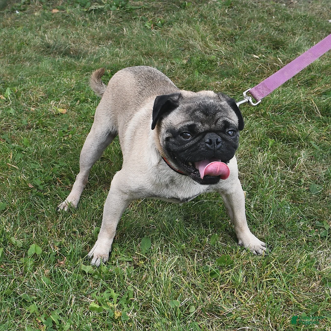 Mixed Breed dogs for sale: Charlie - Ad 4