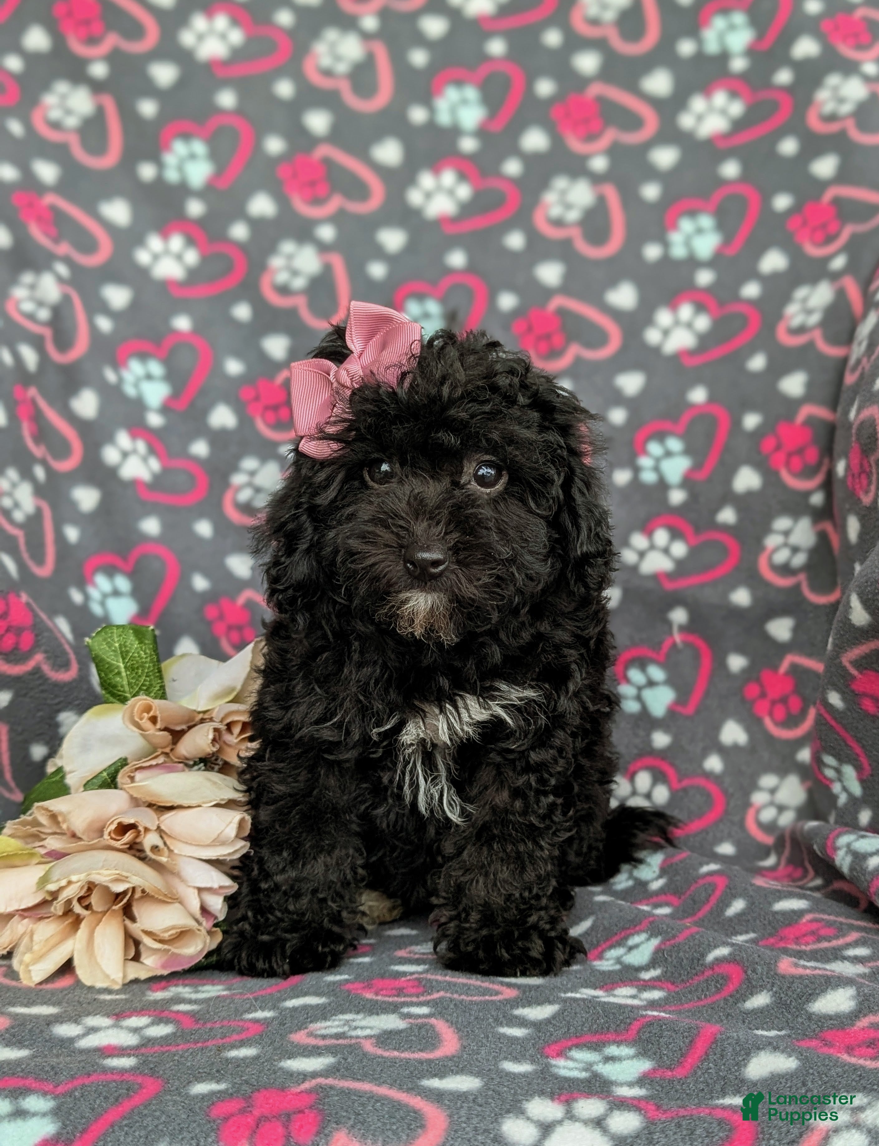 Cavapoo dogs Amanda 7 lbs Full Grown - Ad 2
