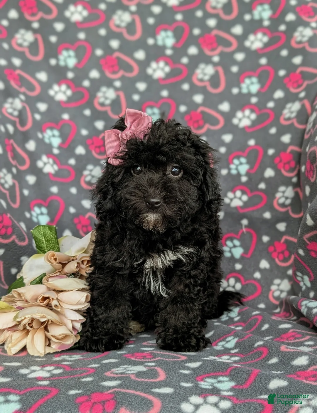 Cavapoo dogs for sale: Amanda 7 lbs Full Grown - Ad 2