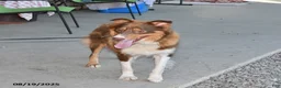 Australian Shepherd dogs for sale: Lilly Rose - Ad 6