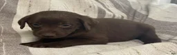 Labrador Retriever dogs for sale: Birch - Ad 3