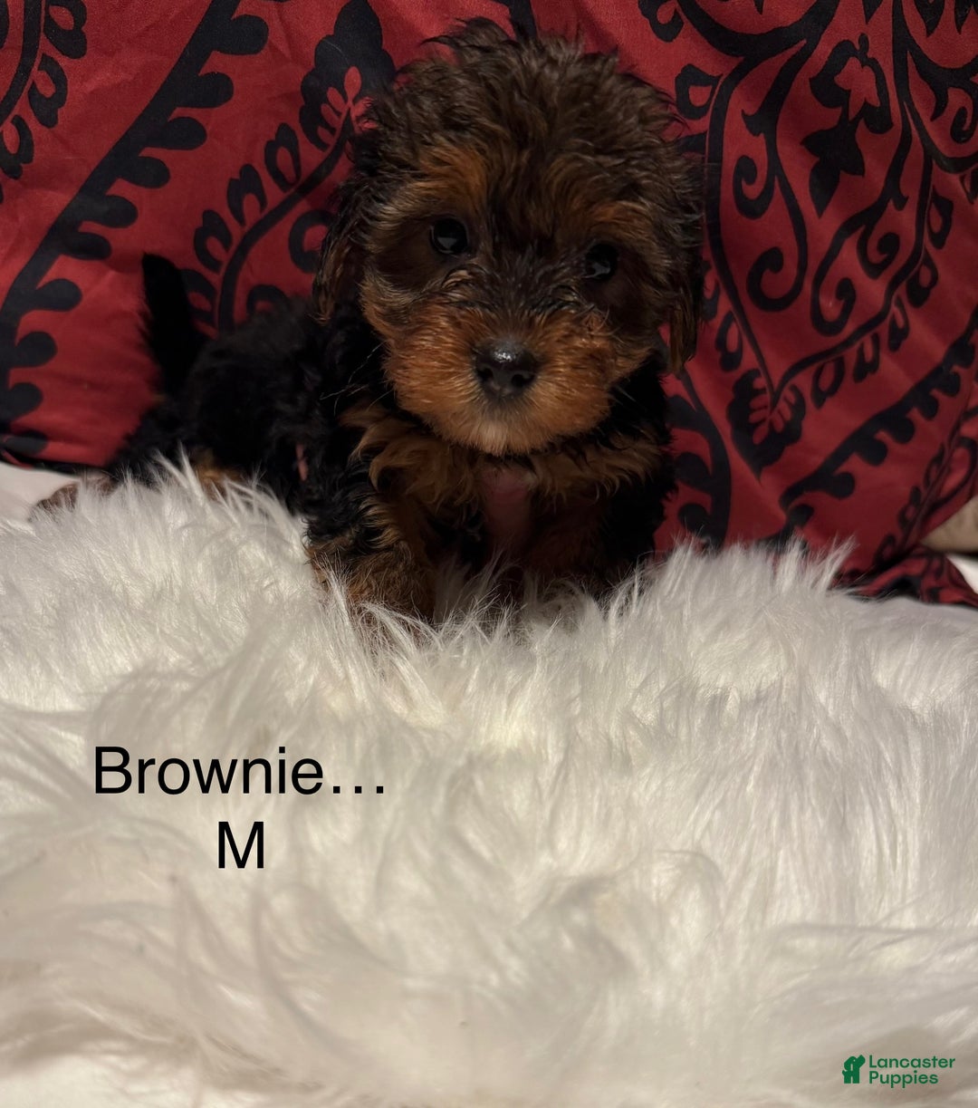 Yorkshire Terrier dogs for sale: Yorkshire Terrier Puppy 1 - Ad 1