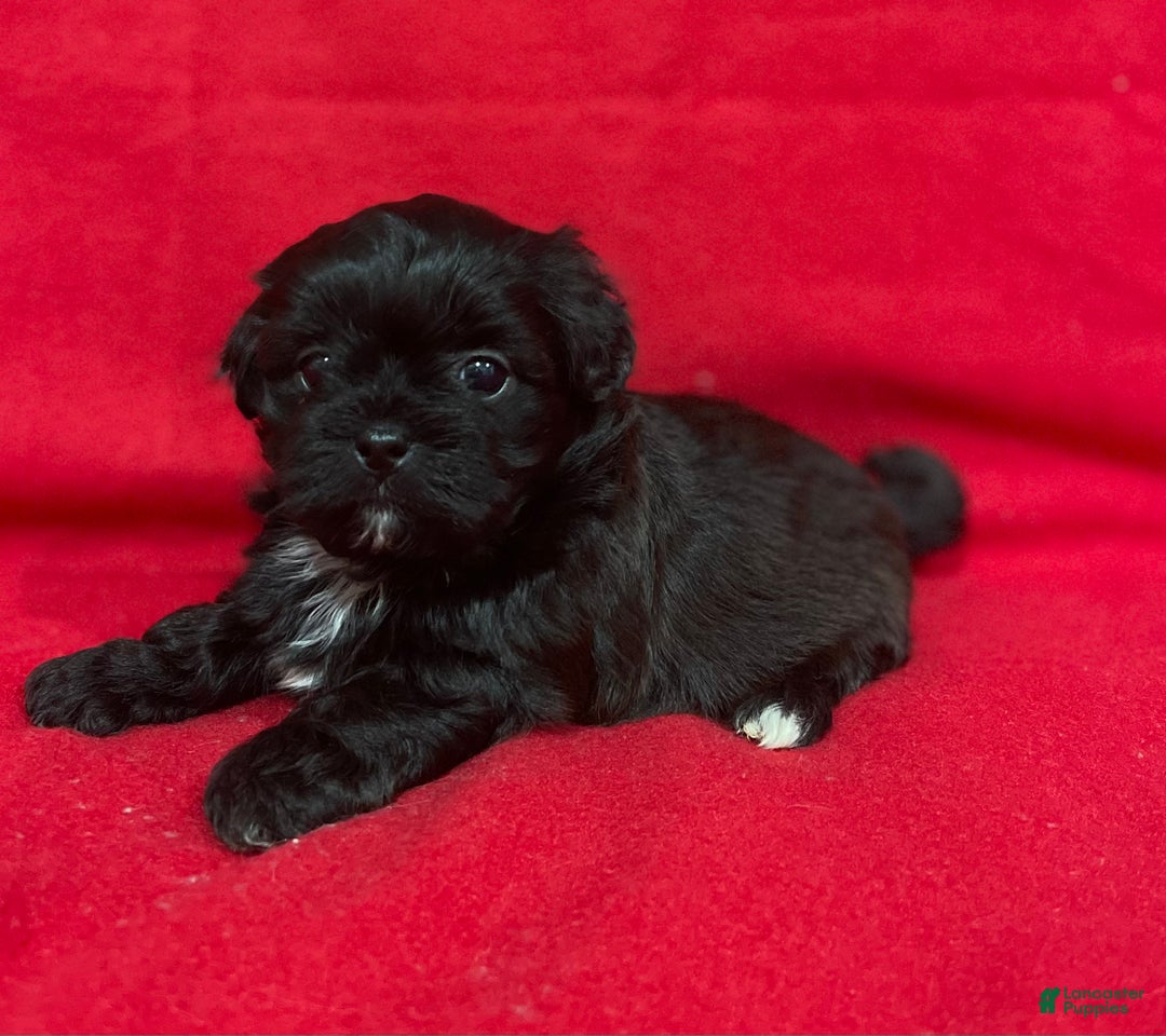 Teddy Bear dogs for sale: Lexi - Ad 3
