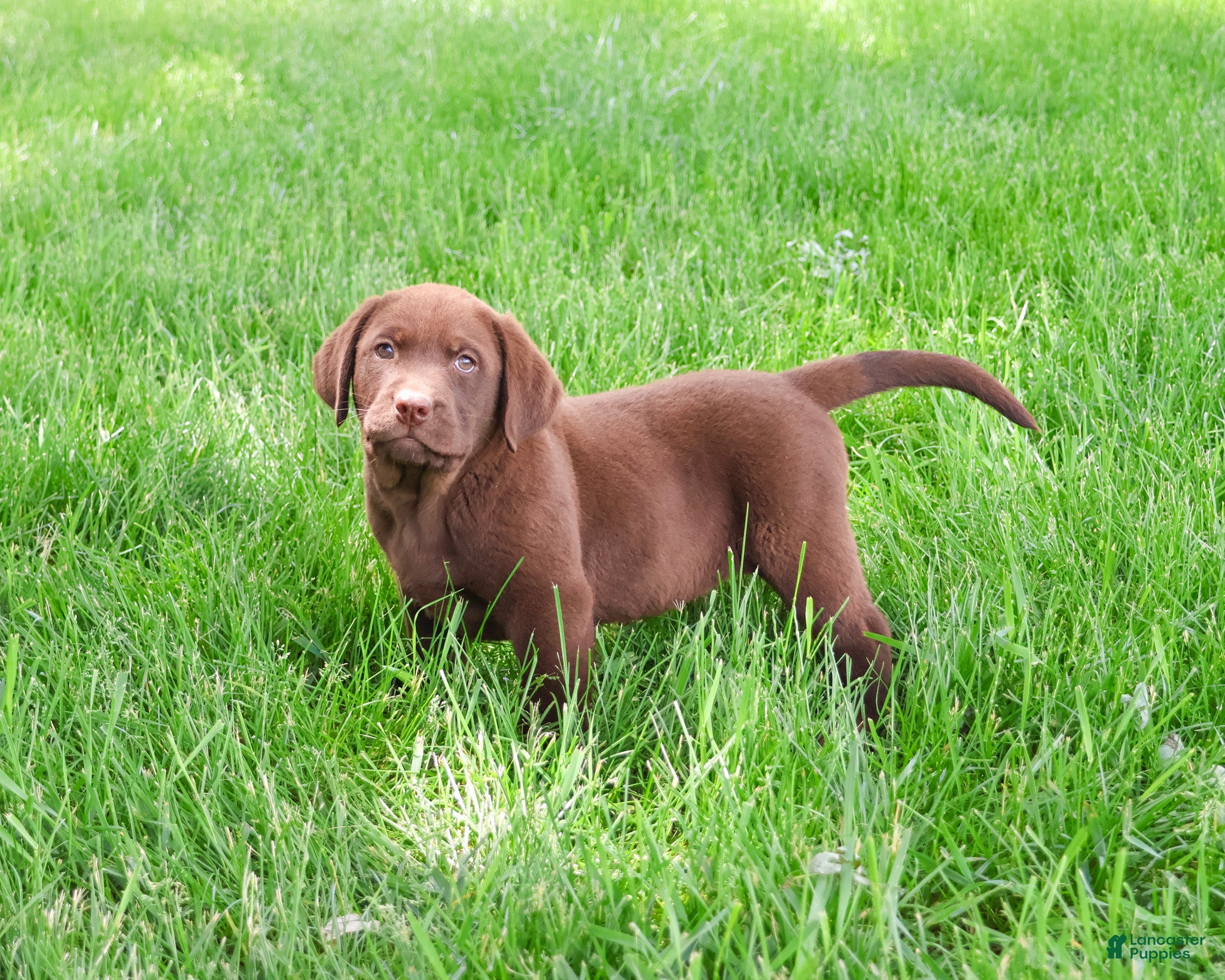 Labrador Retriever dogs Simba - Ad 42