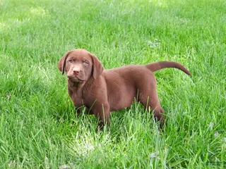 Labrador Retriever dogs Simba - Ad 35
