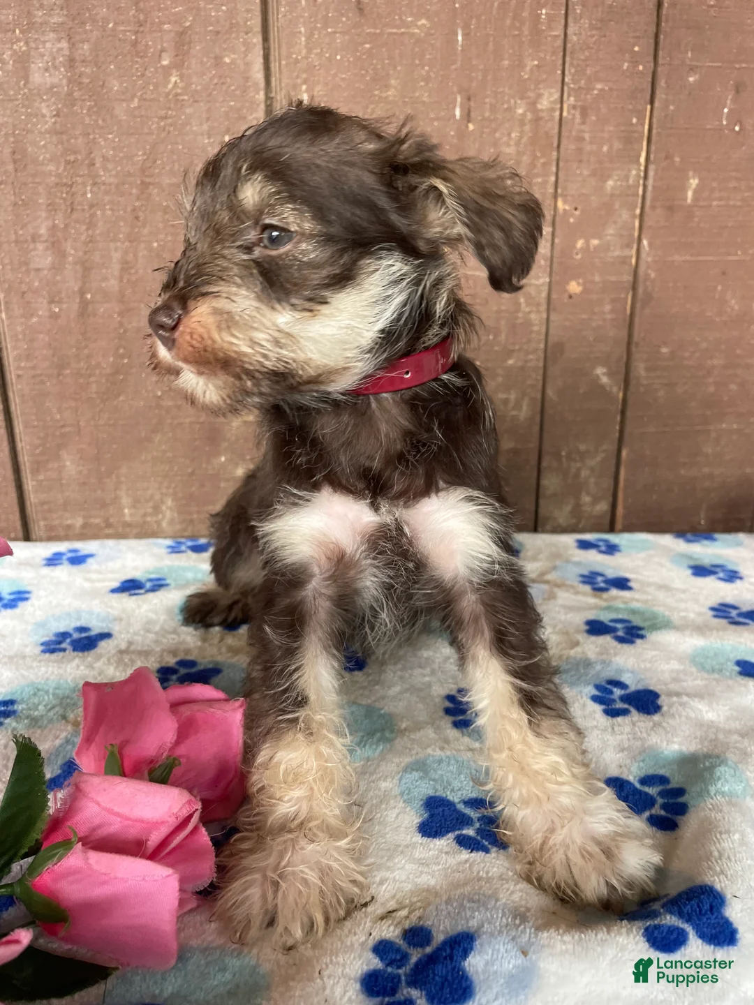 Miniature Schnauzer dogs for sale: Hilda - Ad 2