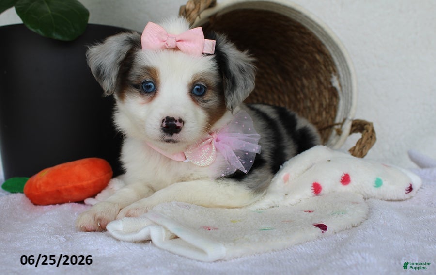 Miniature Australian Shepherd dogs Penelope - Ad 1
