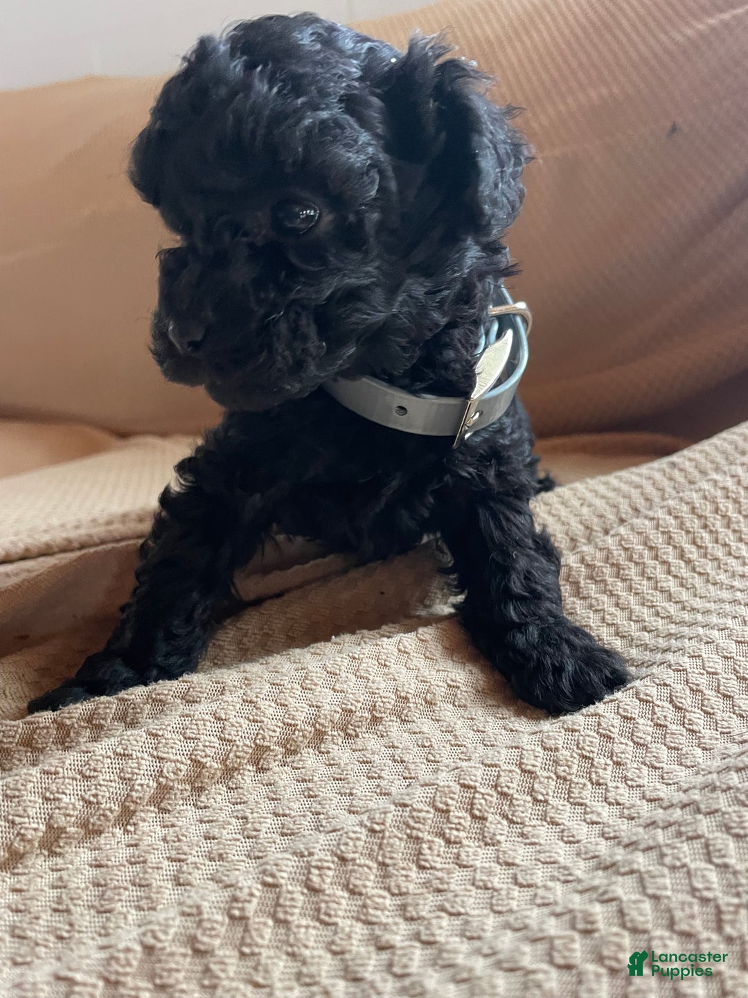 Toy Poodle dogs for sale: Raven - Ad 4