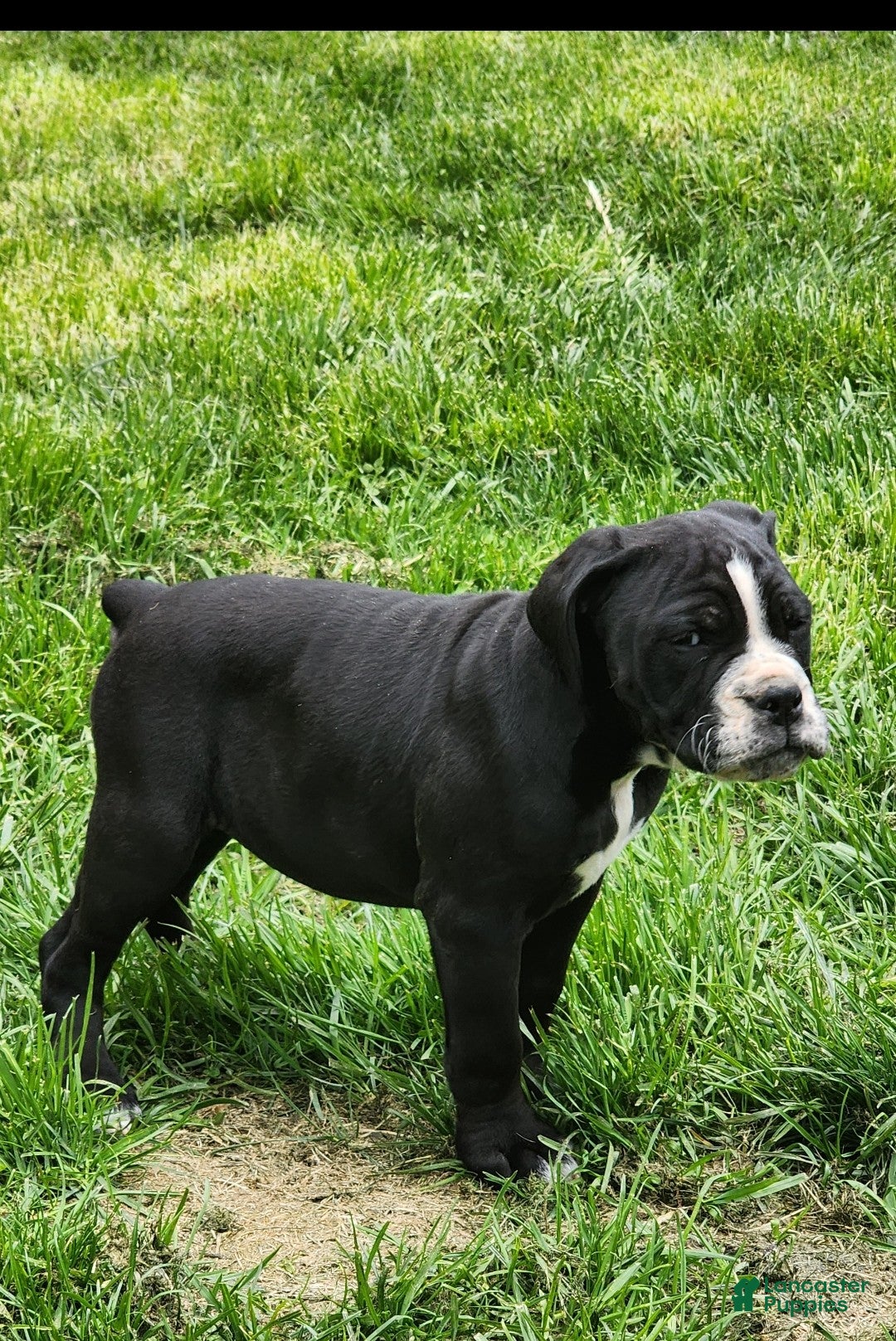 Olde English Bulldogge dogs Olde English Bulldogge Puppy 1 - Ad 1