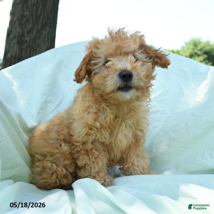 Toy Poodle dogs Peanut  - Ad 2